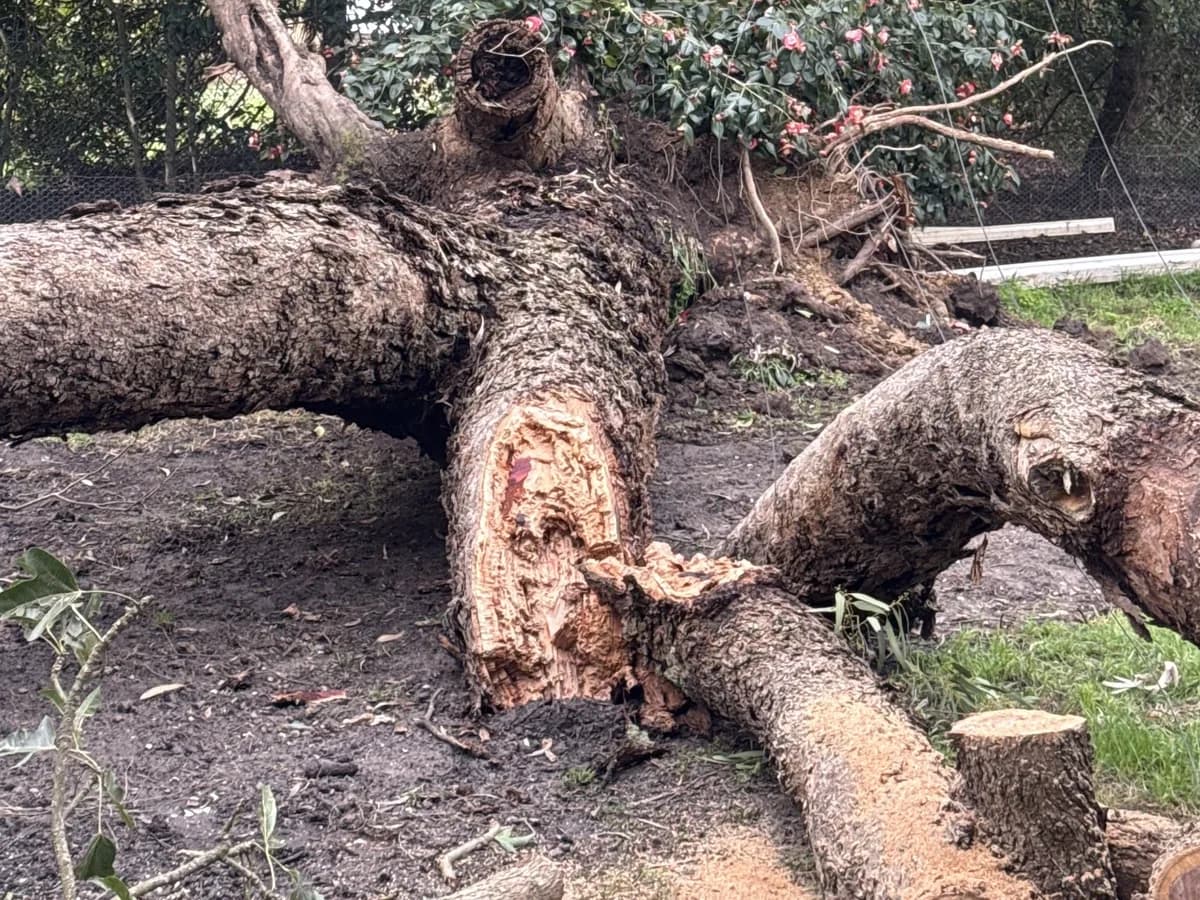 A felled trunk lying on its side with the root ball out of the ground, sawn sections in the foreground and a camellia in flower behind