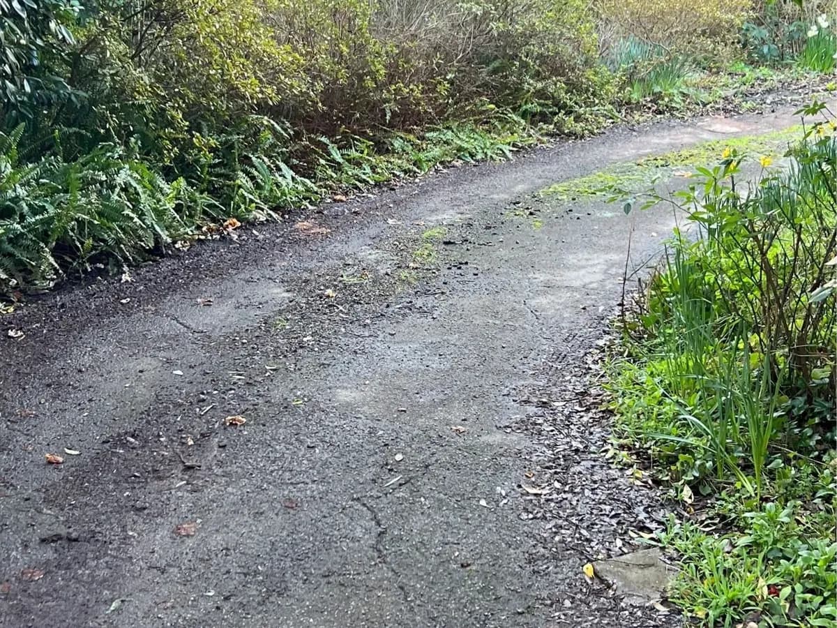 Worn asphalt driveway curving through a garden, edges broken up and patched